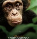 Chimpanzee (2012)